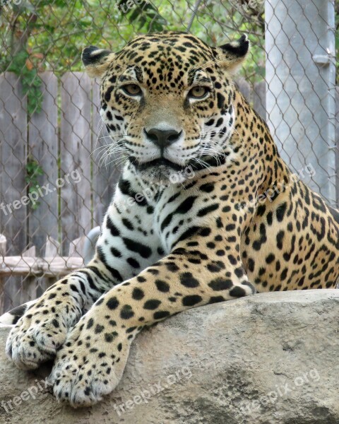 Jaguar Animal Zoo Predator Free Photos