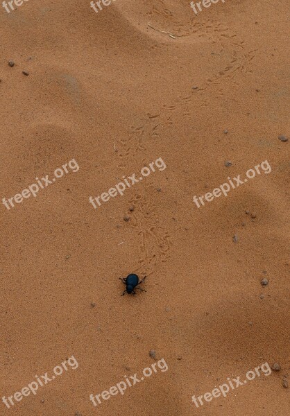 Scarab Beetle Desert Sand Animal