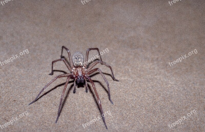 Spider Scary Insect Nature Creepy