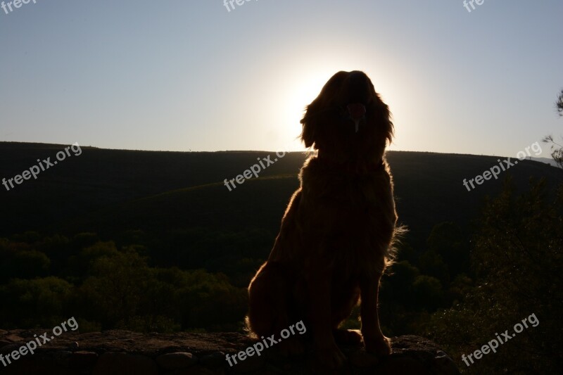 Dog Golden Retriever Silhouette Free Photos