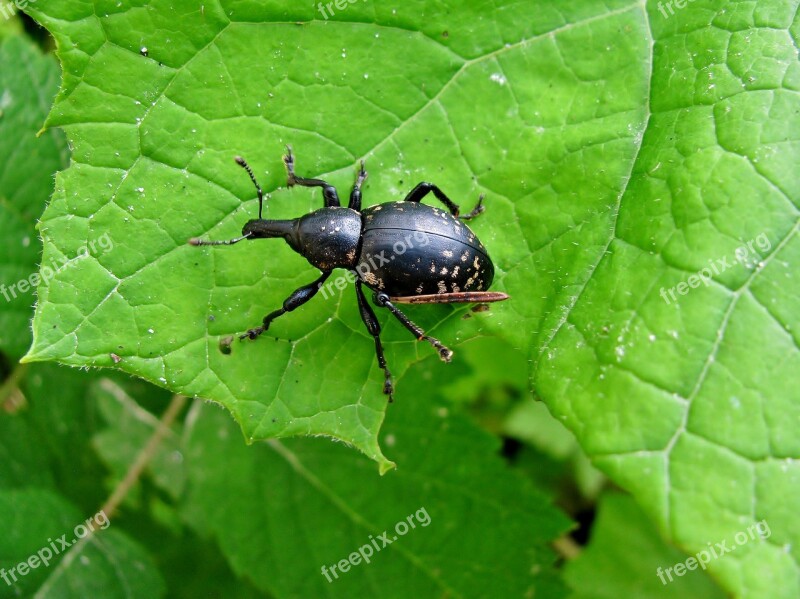 Beetle Forest Insect Forest-beetle Nature