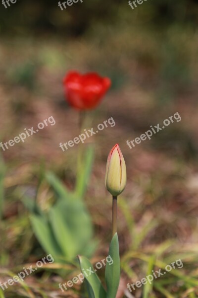 Tulip Flowers Bud Plants Nature