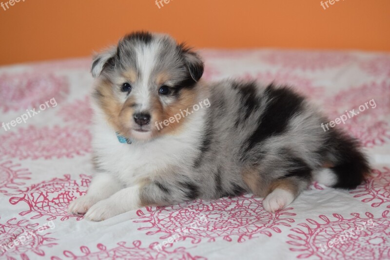 Puppy Puppy Shetland Sheepdog Dog Princess Bitch Blue Female Shetland Sheepdog