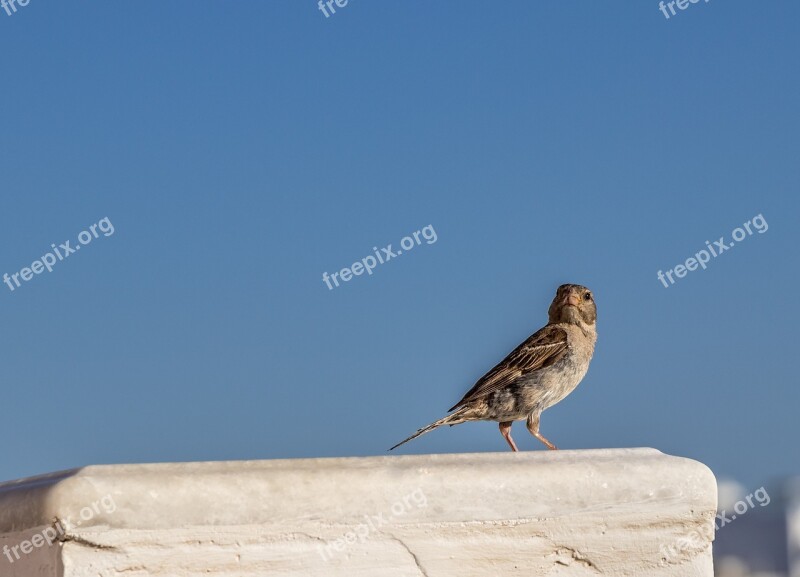 Bird Greece Nature Birds Animals