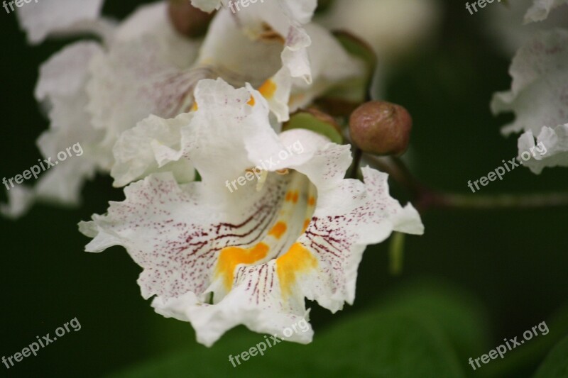 Catalpa Flowering Trees Landscape Yards