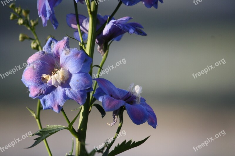 Flowers Purple Garden Nature Mountains