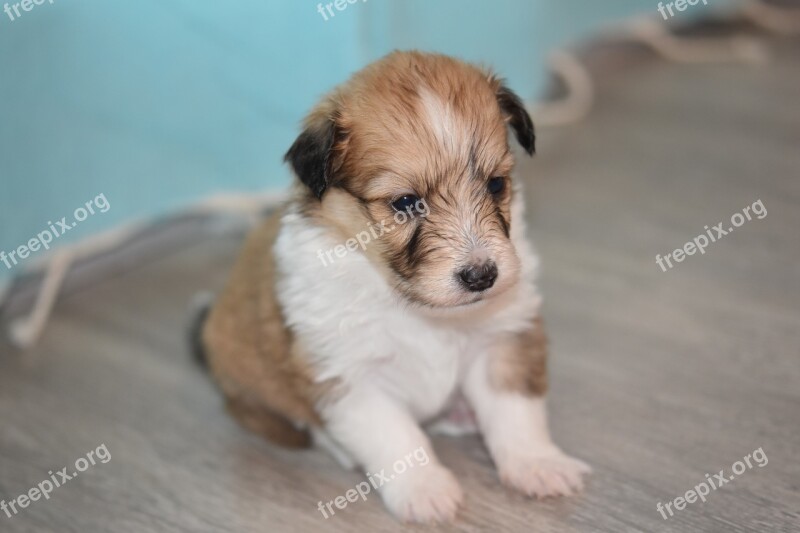 Puppy Puppy Cotland Dog Cross Pup Puppy Sitting