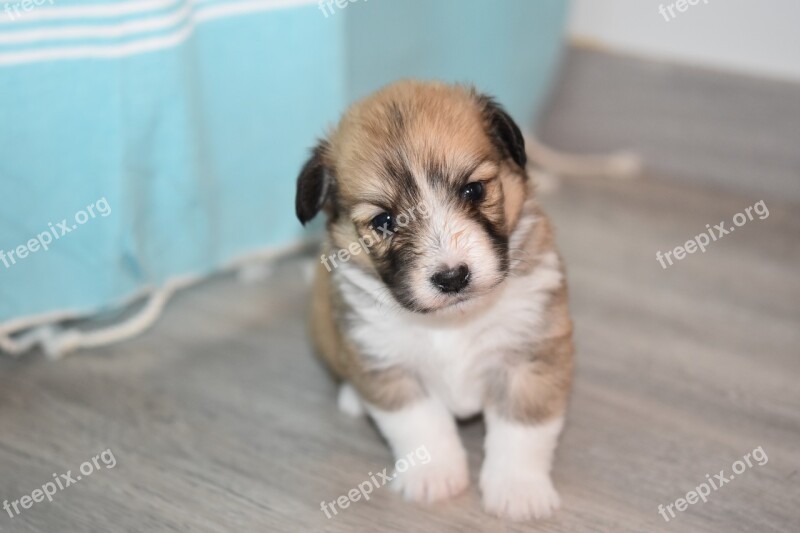 Puppy Puppy Cotland Puppy Cross The Crossing Of Dogs Cute