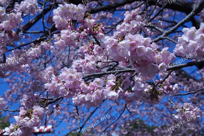 Cherry Blossom Flower Cherry Tree Branch Blooming