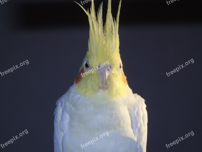 Cockatiel Parrot Cockatoo Bird Closeup