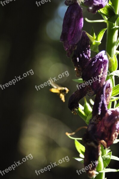 Bee Flowers Forest Free Photos