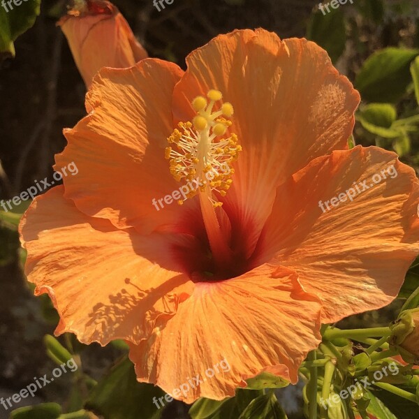 Orange Flower Summer Petals Colorful