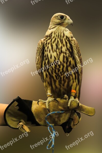 Animal World Nature Bird Falcon Bird Of Prey