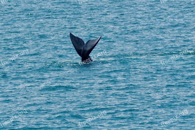 Wal Fluke South Africa Mammal Hermanus