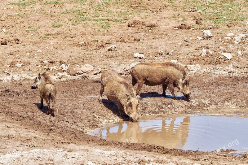 Warthog South Africa Safari Nature Animal World