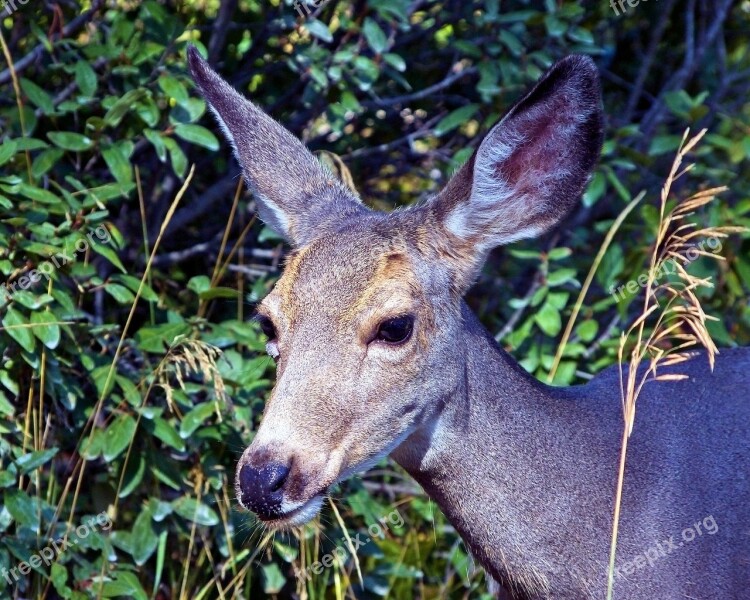 Mule Deer Animal Deer Nature Mammal