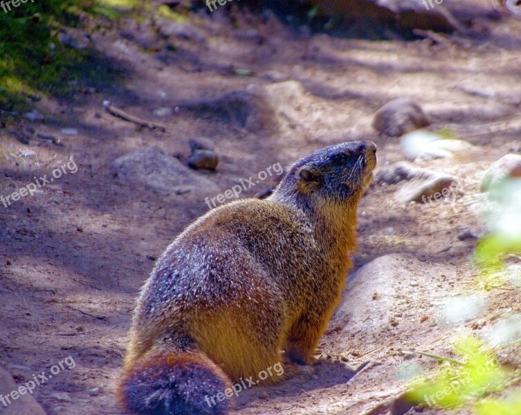 Grand Teton Yellow-bellied Marmot Rock Chuck Animal Marmota Flaviventris Marmot