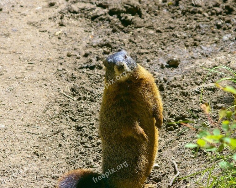 Teton Yellow-bellied Marmot Rock Chuck Animal Marmota Flaviventris Marmot