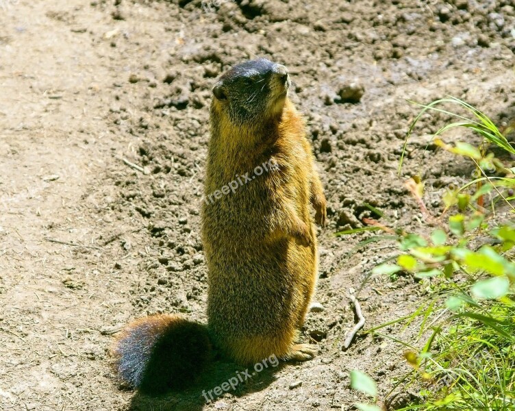 Grand Teton Rock Chuck Yellow-bellied Marmot Animal Marmota Flaviventris Marmot