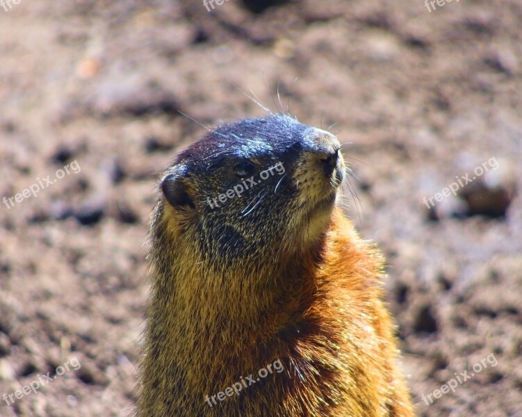 Rock Chuck Yellow-bellied Marmot Animal Marmota Flaviventris Marmot