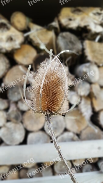 Teasle Wood Autumn Nature Forest