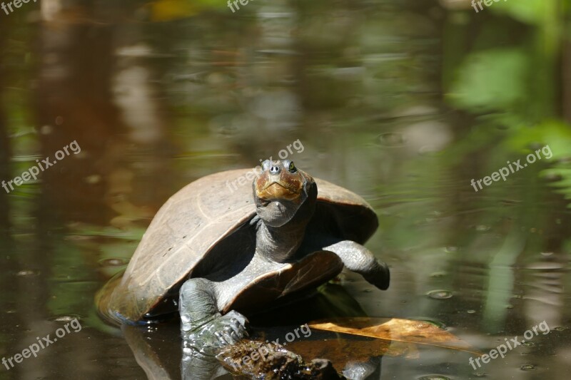 Turtle Animal Nature Water Free Photos