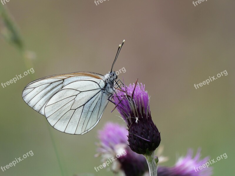 Tree White Thistle Purple Flower Blossom