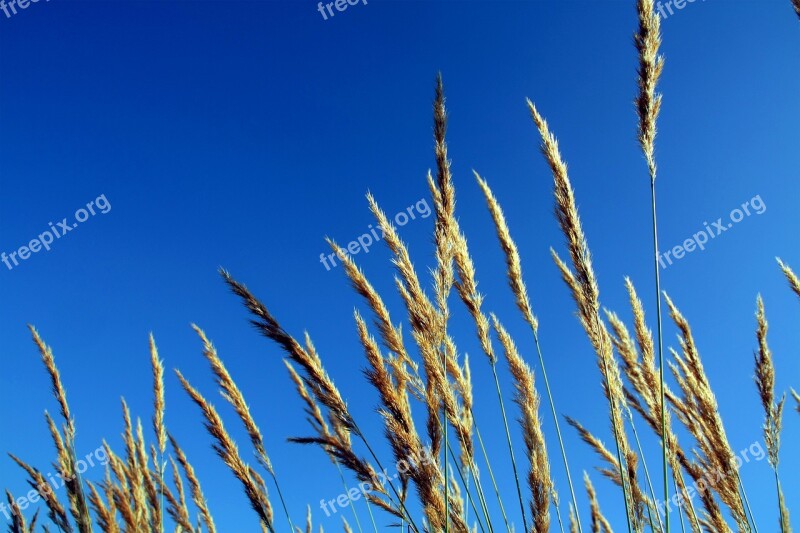 Reed Natural Views Plant Grass