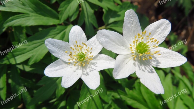 Anemones Flowers Spring Nature Macro