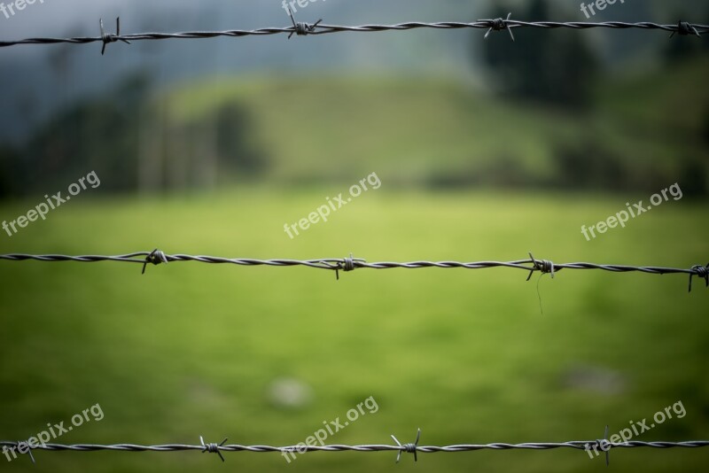 Barbed Wire Fence Nature Green Wire