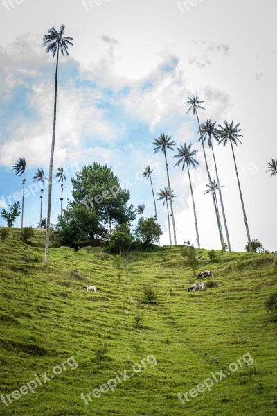 Nature Sky Mountain Palm Trees Salento