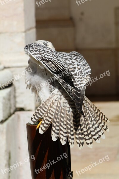 Birds Owls Eagle Owl Bird