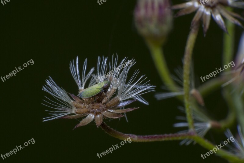 Bug Macro Insect Nature Fly