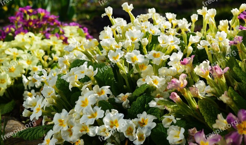 Primroses Early Bloomer Signs Of Spring Spring Free Photos