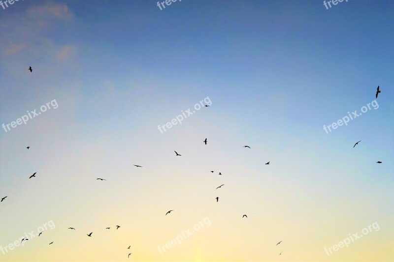 Bird Seagull In The Evening Sky Nature