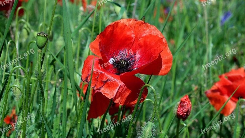 Poppy Papaver Rho Flower Garden Nature