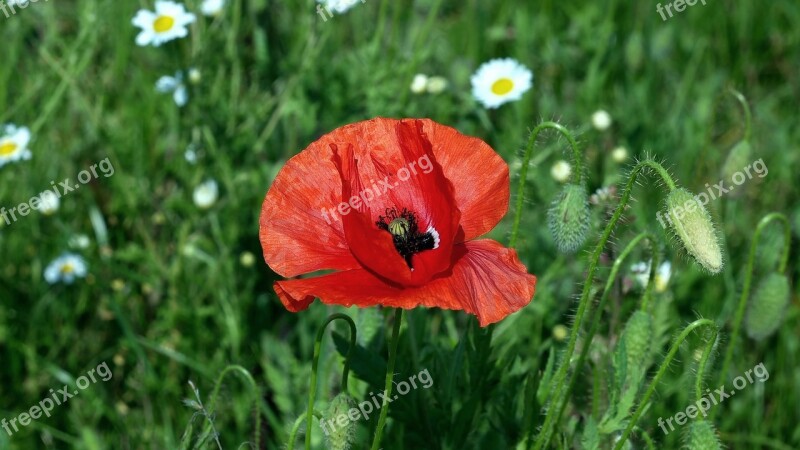 Poppy Papaver Rho Flower Garden Nature