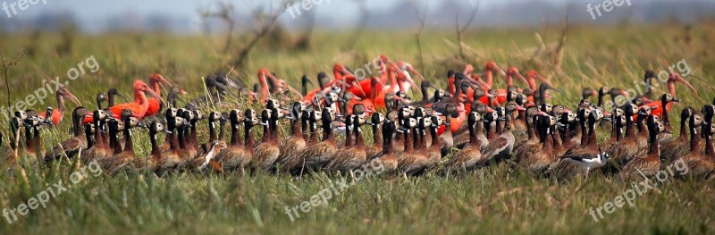 Whistling Ducks Widowers Ibis Red Ibis White Birds Nature