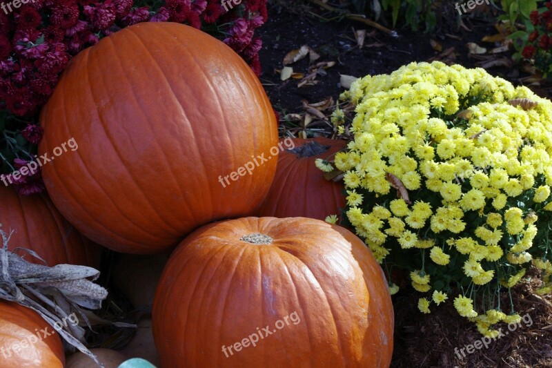 Pumpkin Halloween Decoration Fall Harvest