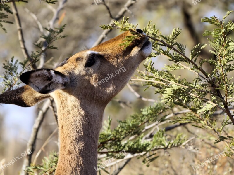 Head Feeding Impala Animal Wildlife