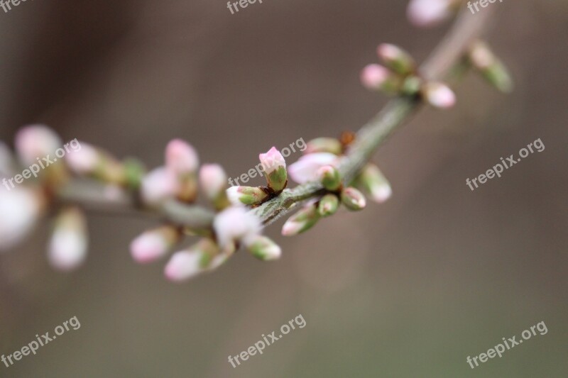 Cherry Blossom Flower Bud Free Photos