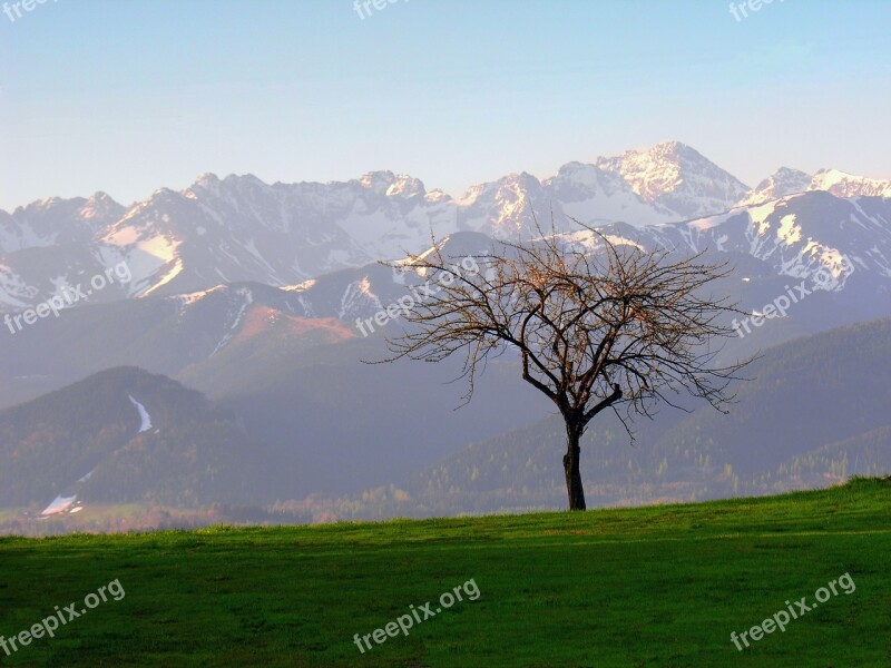 Tatry Tree Landscape Poland Mountains