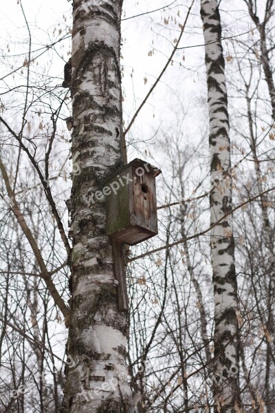 Forest Birds Nature Tree Landscape