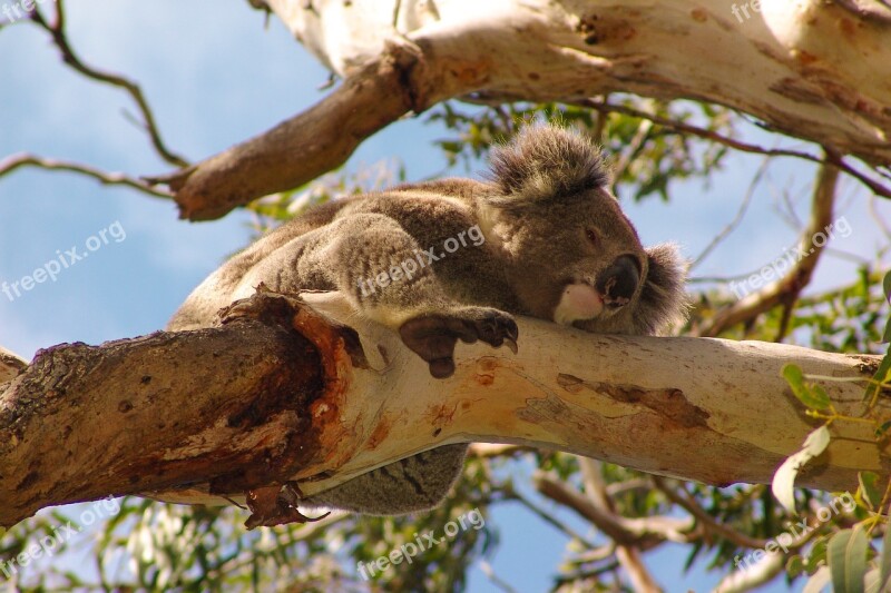 Koala Australia Animal Cute Nature