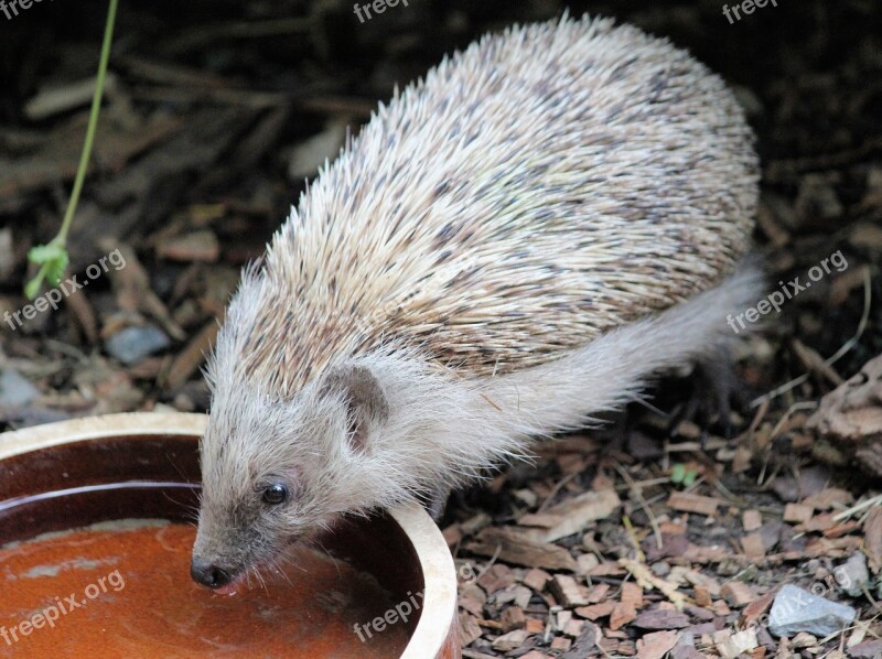 Hedgehog Quills Animal Insectivore Mammal