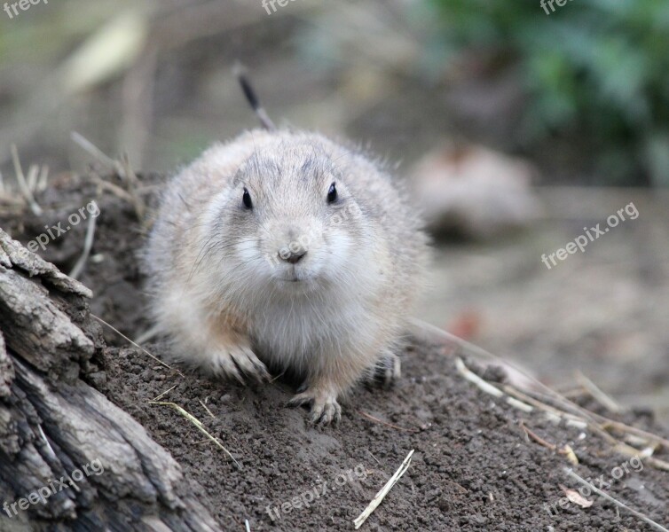 Prairie Dogs Prériový Rodent Mammal Animal