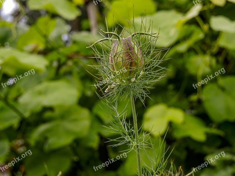 Virgin In The Green Plant Green Fruchtkapsel Nature