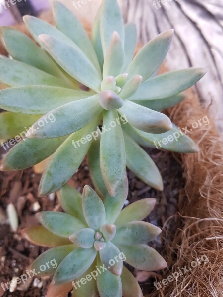 Succulent Green Plant Nature Garden