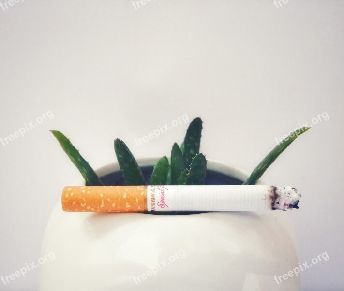 Cigarettes Smoking Plant Aloe Free Photos