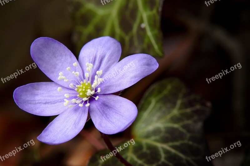 Spring Anemone Hepatica Violet Bloom